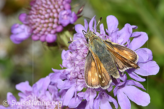 Foto: Weissfleckiger Kommafalter (Hesperia comma) auf Glänzender Skabiose (Scabiosa lucida). Ansicht von oben.
