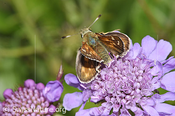 Foto: Weissfleckiger Kommafalter (Hesperia comma) auf Glänzender Skabiose (Scabiosa lucida). Ansicht von hinten oben.