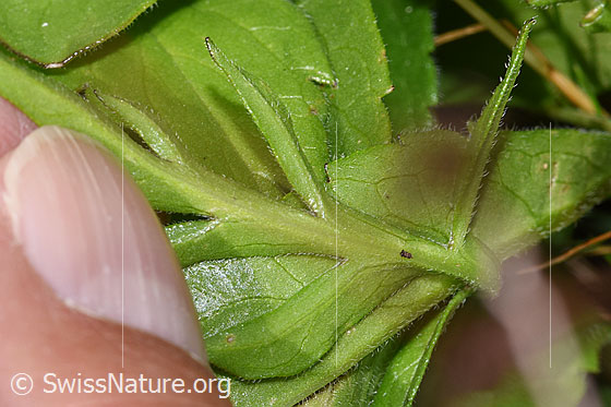 Photo: Scabiosa lucida. Feathered leaf. Leaf underside.