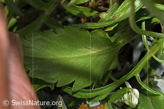 Photo: Scabiosa lucida. Leaf Unterseite.