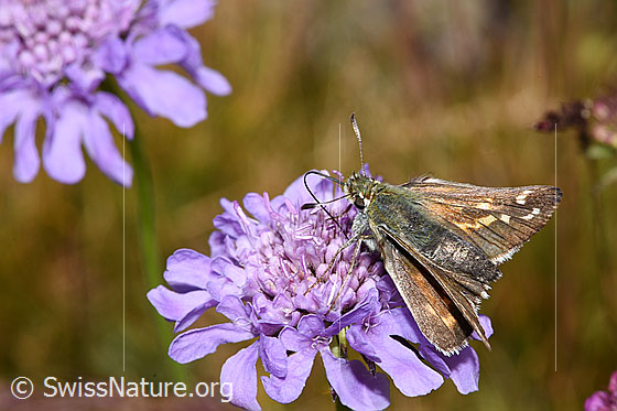 Foto: Weissfleckiger Kommafalter (Hesperia comma) auf Glänzender Skabiose (Scabiosa lucida). Weibchen. Ansicht von schräg oben.