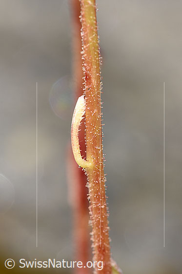Foto: Trauben-Steinbrech (Saxifraga paniculata). Stängel und Stängelblatt.