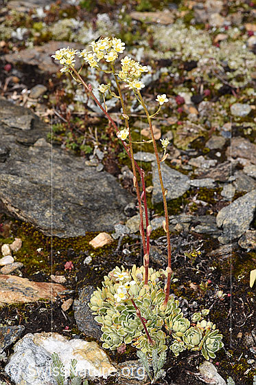 Foto: Trauben-Steinbrech (Saxifraga paniculata). Ganze Pflanze (Habitus).