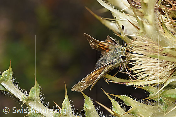 Photo: Hesperia comma on Cirsium spinosissimum. View diagonally from the front.
