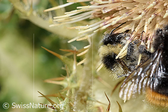 Photo: Bombus mesomelas on Cirsium spinosissimum. Length 15mm. View from the side.
