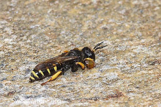 Foto: Crabro peltatus (Grabwespe). Männchen. Ansicht von seitlich oben.