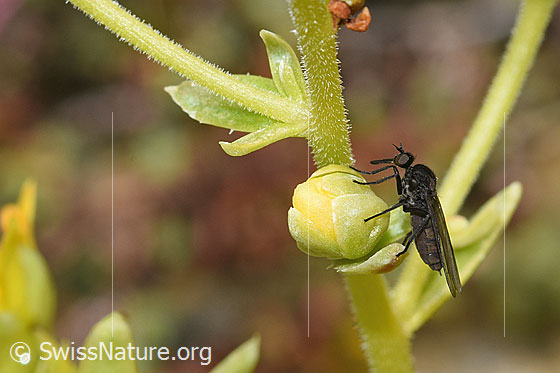Foto: Tanzfliege der Gattung Hilara auf Bewimpertem Steinbrech (Saxifraga aizoides). Länge 5mm. Weibchen. Ansicht von der Seite.
