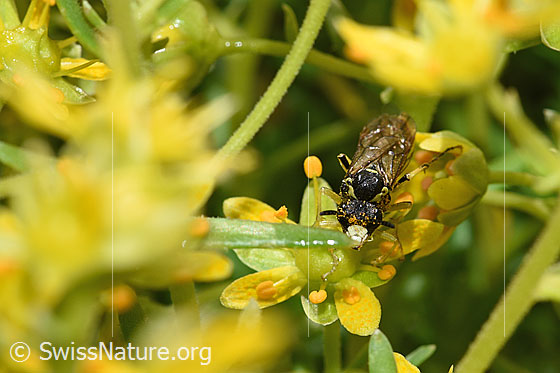 Photo: Probably Tenthredo brevicornis on Saxifraga aizoides. Length 9 - 11mm. View from the front.