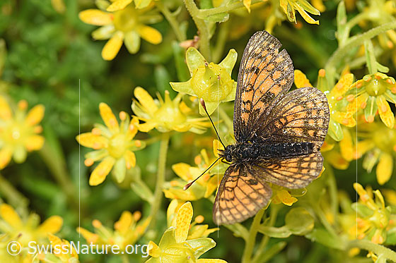 Photo: Melitaea athalia on Saxifraga aizoides. Wings half open. View from above.
