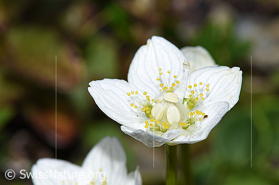 Sumpf-Herzblatt (Parnassia palustris)