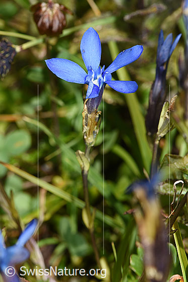 Foto: Bayrischer Enzian (Gentiana bavarica). Stängel, Blätter, Kelch und Blüte.