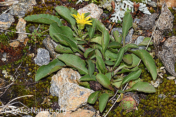 Foto: Wahrscheinlich Echte Goldrute (Solidago virgaurea ssp. virgaurea). Ganze Pflanze (Habitus).