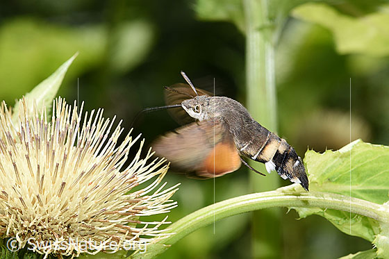Taubenschwänzchen (Macroglossum stellatarum) vor Kohldistel (Cirsium oleraceum) schwebend