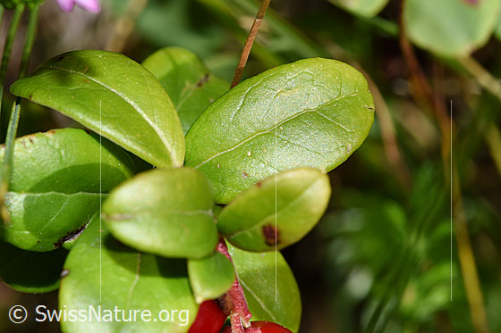 Foto: Preiselbeere (Vaccinium vitis-idaea). Blätter. Blattoberseite.