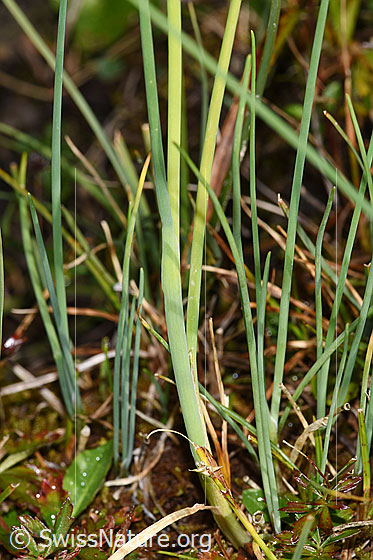 Foto: Schnittlauch (Allium schoenoprasum). Stängel.