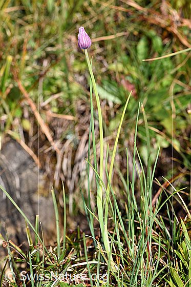 Photo: Allium schoenoprasum. Whole plant (habiti).