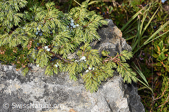 Foto: Alpen-Wacholder (Juniperus communis var. saxatilis). Ast mit Nadeln und Früchten (Beeren).