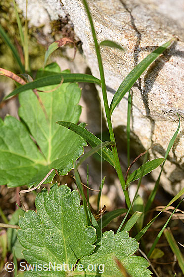 Foto: Scheuchzers Glockenblume (Campanula scheuchzeri). Blätter und Stängel.
