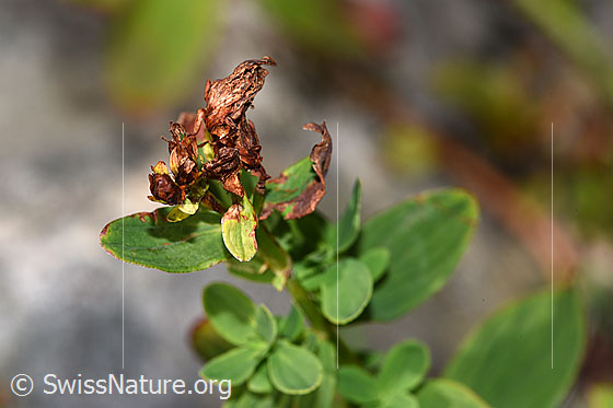 Foto: Geflecktes Johanniskraut (Hypericum maculatum). Verblühte Blüte und Blätter.