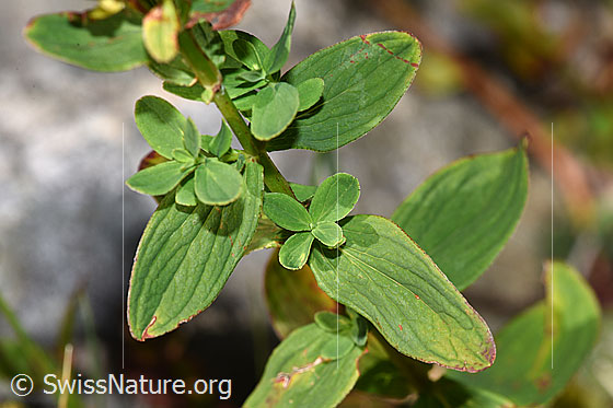 Foto: Geflecktes Johanniskraut (Hypericum maculatum). Blätter und Stängel.