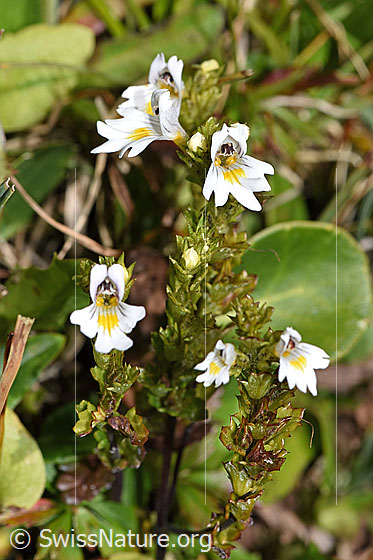 Foto: Gebräuchlicher Augentrost (Euphrasia rostkoviana). Ganze Pflanze (Habitus).