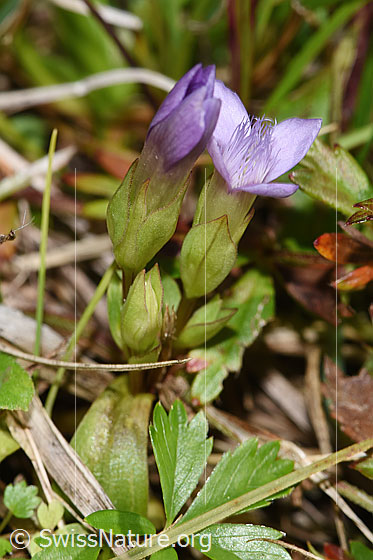 Foto: Feld-Enzian (Gentiana campestris). Ganze Pflanze (Habitus).