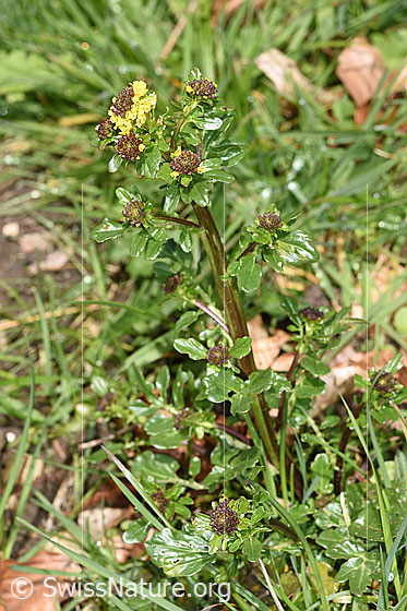 Photo: Probably Barbarea vulgaris. Whole plant (habiti).