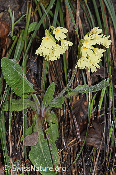 Photo: Primula elatior. Whole plant (habiti).