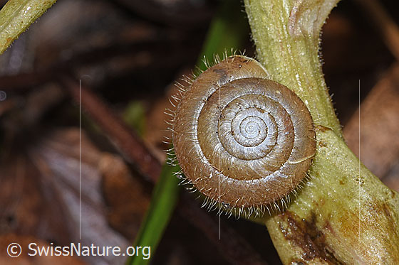 Foto: Zottige Haarschnecke (Trochulus villosus). Durchmesser: 13mm.