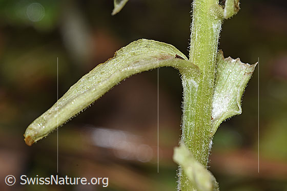 Photo: Petasites albus. Stem and stem leaf.