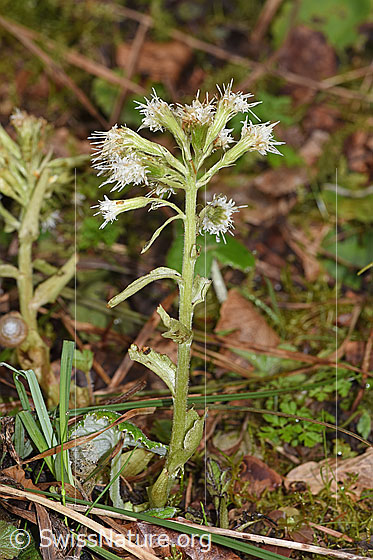 Photo: Petasites albus. Whole plant (habiti).