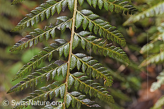 Gelappter Schildfarn (Polystichum aculeatum)
