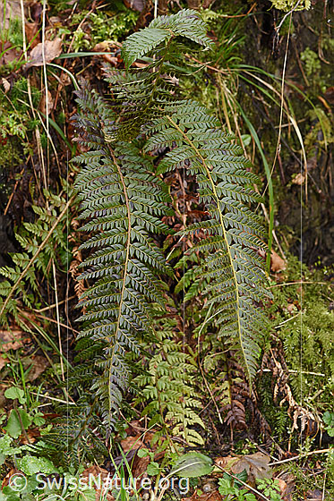 Photo: Polystichum aculeatum. Whole plant (habiti).