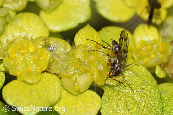 Pilzmücke der Gattung Mycetophila auf Wechselblättrigem Milzkraut (Chrysosplenium alternifolium)