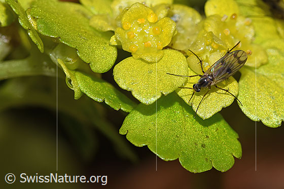 Foto: Wahrscheinlich Pilzmücke der Gattung Mycetophila auf Wechselblättrigem Milzkraut (Chrysosplenium alternifolium). Ansicht von vorne oben.