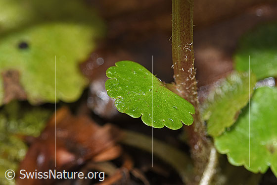 Foto: Wechselblättriges Milzkraut (Chrysosplenium alternifolium). Blatt und Stängel.