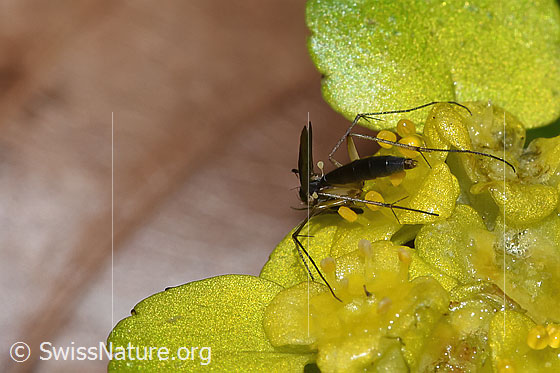 Foto: Pilzmücken der Gattung Exechia auf Wechselblättrigem Milzkraut (Chrysosplenium alternifolium). Ansicht von schräg hinten. 