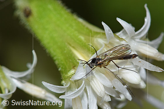 Foto: Wahrscheinlich Pilzmücke der Gattung Exechia auf Weisser Pestwurz (Petasites albus). Ansicht von der Seite.