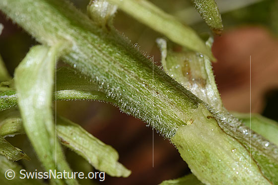 Photo: Petasites albus. Stem.