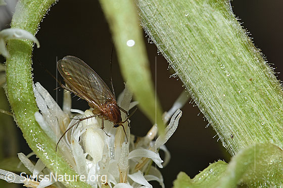 Foto: Wahrscheinlich Pilzmücke der Gattung Mycetophila auf Weisser Pestwurz (Petasites albus). Ansicht von schräg oben.