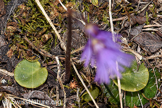 Foto: Grosses Alpenglöckchen (Soldanella alpina). Blatt.
