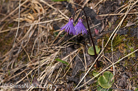 Foto: Grosses Alpenglöckchen (Soldanella alpina). Ganze Pflanze (Habitus).