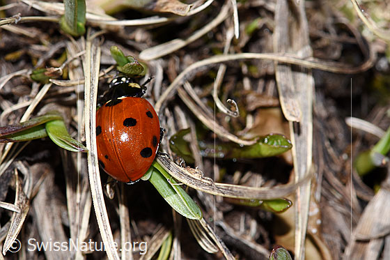 Foto: Siebenpunkt-Marienkäfer (Coccinella septempunctata). Ansicht von oben.
