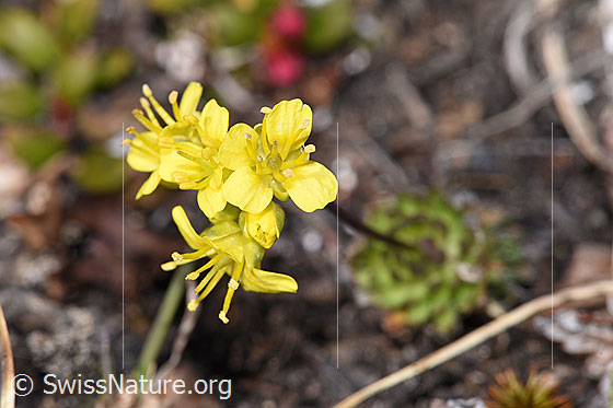 Foto: Hoppes Felsenblümchen (Draba hoppeana). Blüten.