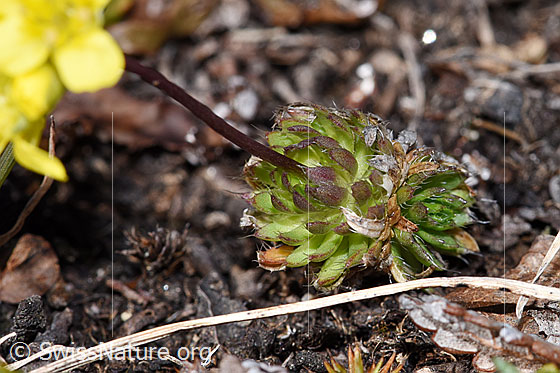 Foto: Hoppes Felsenblümchen (Draba hoppeana). Blattrosetten und Stängel.