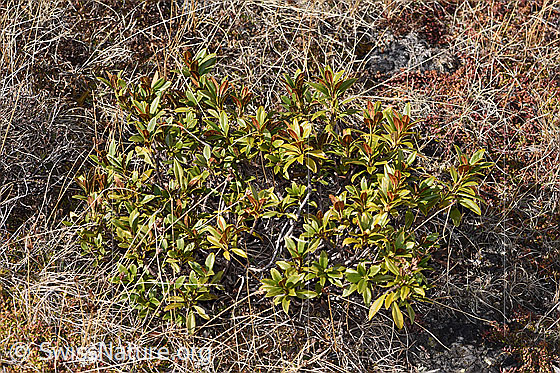Foto: Rostblättrige Alpenrose (Rhododendron ferrugineum). Ganze Pflanze (Habitus).