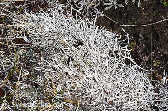 Foto: Wurmflechte (Thamnolia vermicularis). Breite des sichtbaren Bereichs: 10cm.