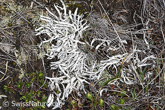Foto: Wurmflechte (Thamnolia vermicularis).
