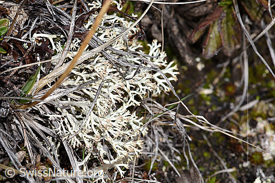 Foto: Wahrscheinlich Echte Rentierflechte (Cladonia rangiferina). Breite des sichtbaren Bereits: Ca. 6cm.