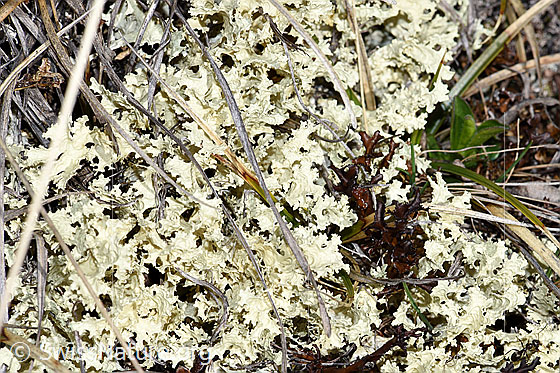 Foto: Wahrscheinlich Wacholder-Fuchstöter (Vulpicida juniperinus). Breite des sichtbaren Bereichs: Ca. 8cm.